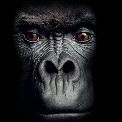 Melyik Gorilla ragasztót válaszd? Teljes útmutató